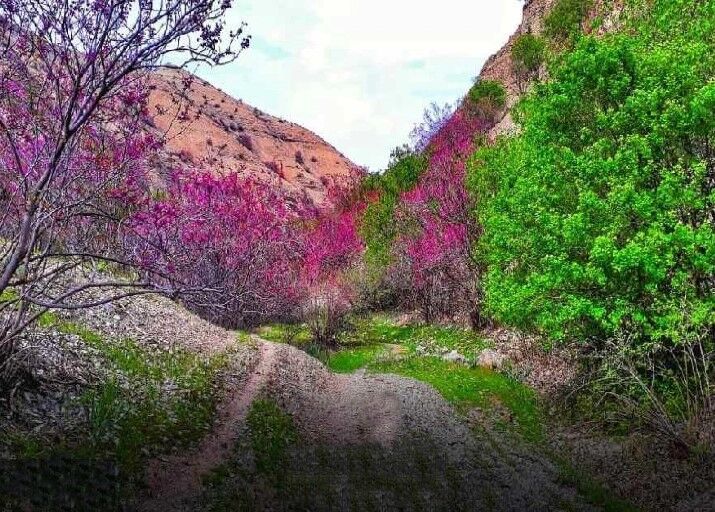 دشت ارغوان؛ بهشت ناشناخته مشهد