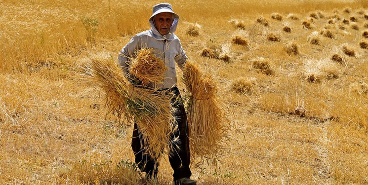 بخشی از پول گندمکاران واریز شد