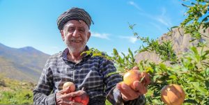 با خوردن این میوه افسرده نمی شوید