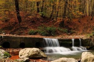 جنگل سنگده، بهشت پاییزی در قلب مازندران