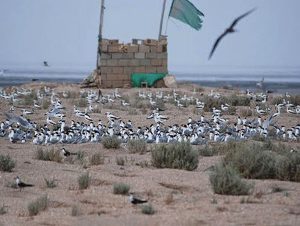 «جزیره قبر ناخدا»