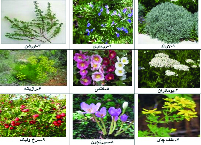 کارآفرینی تابستانی در داروخانه خداوند