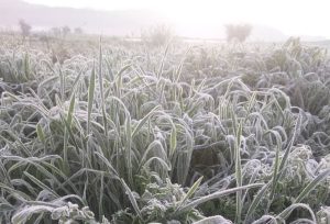 سرمازدگی